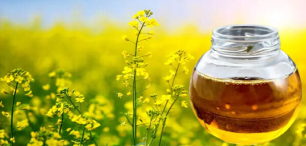 Mustard oil is a natural oil commonly used for cooking